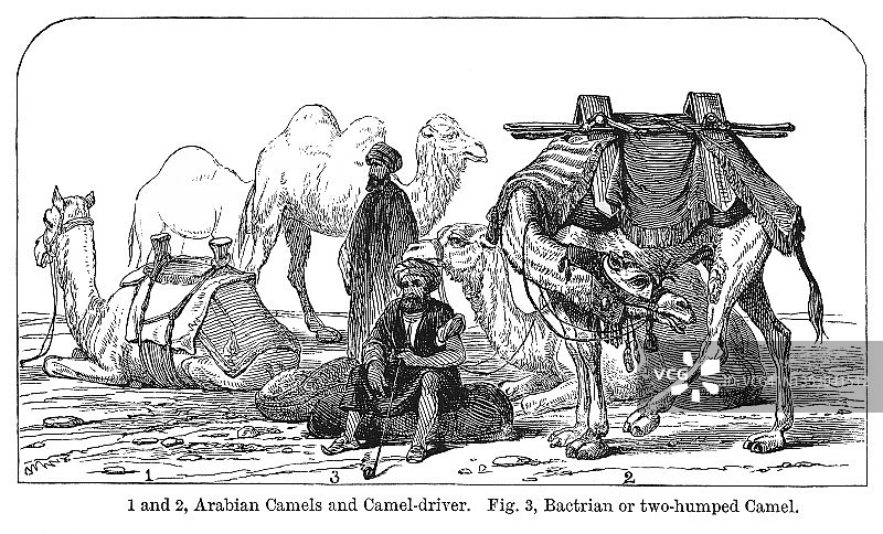 阿拉伯骆驼、骆驼驾驶员和双峰骆驼的古老雕刻插图图片素材
