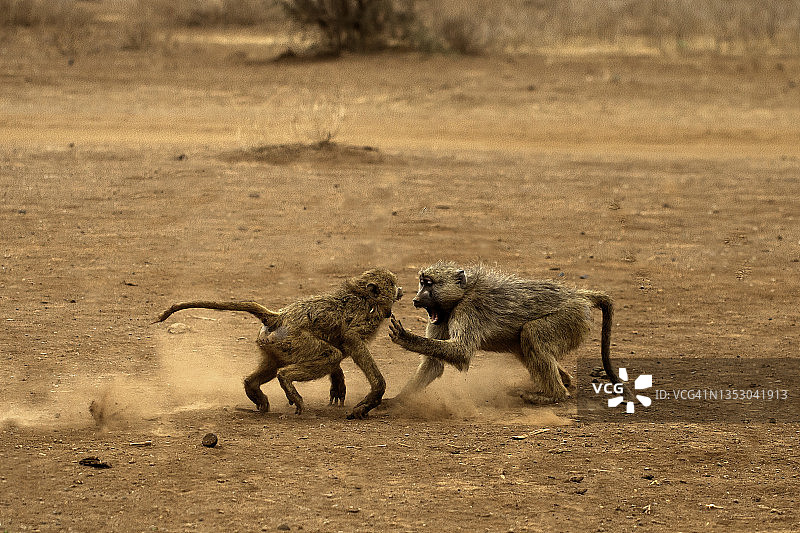 肯尼亚安博塞利国家公园的狒狒嬉戏图片素材