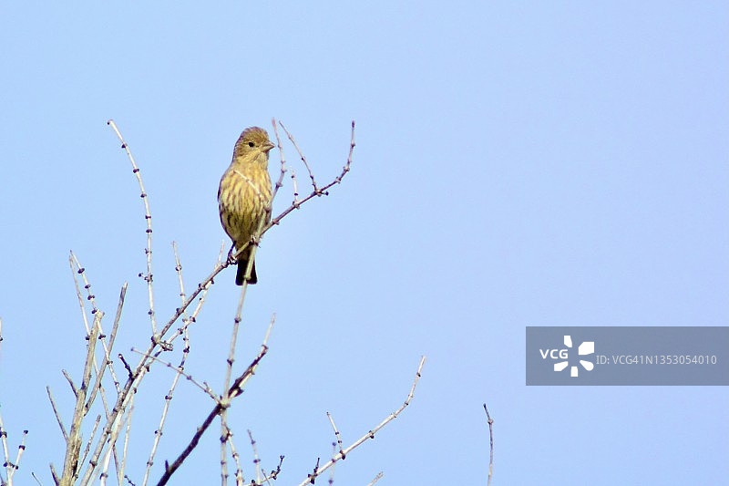 家朱雀栖息在光秃秃的树枝上图片素材