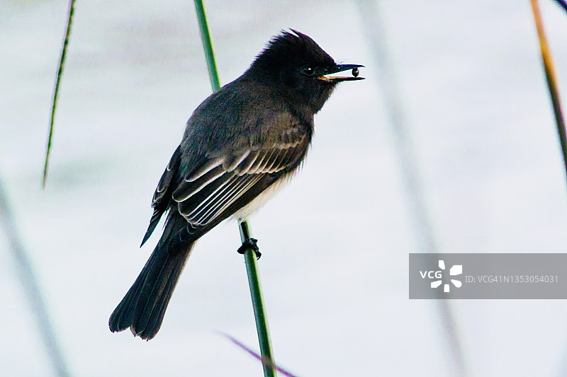 黑菲比霸鹟反刍颗粒特写图片素材