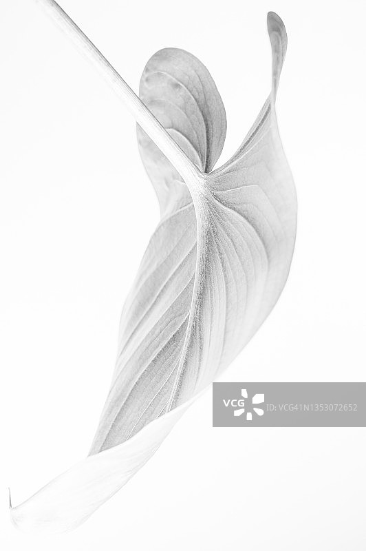 百合叶图片素材