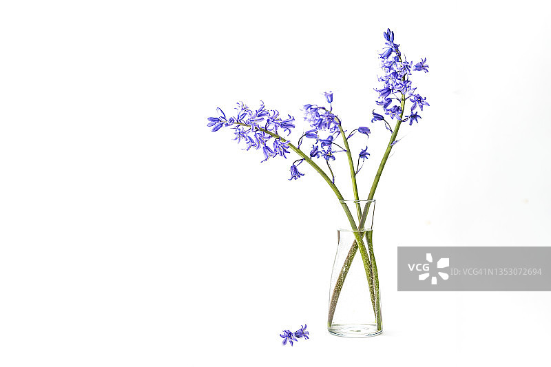 蓝铃花图片素材