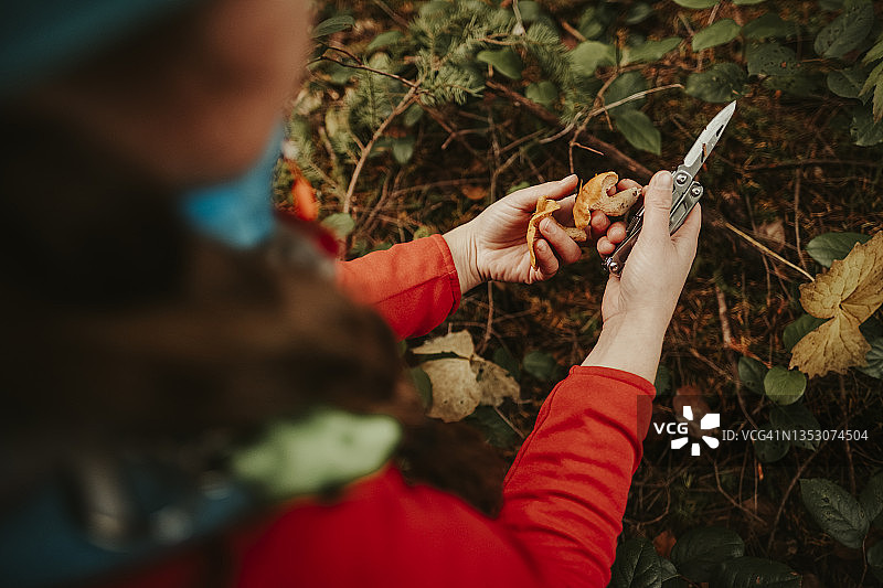 采摘新鲜野生蘑菇的蘑菇猎人特写图片素材
