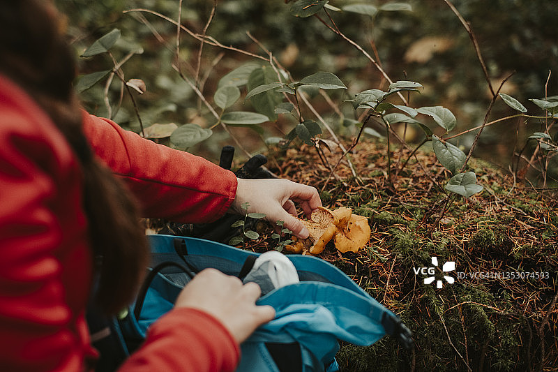 采蘑菇者将鸡油菌放入背包的特写图片素材