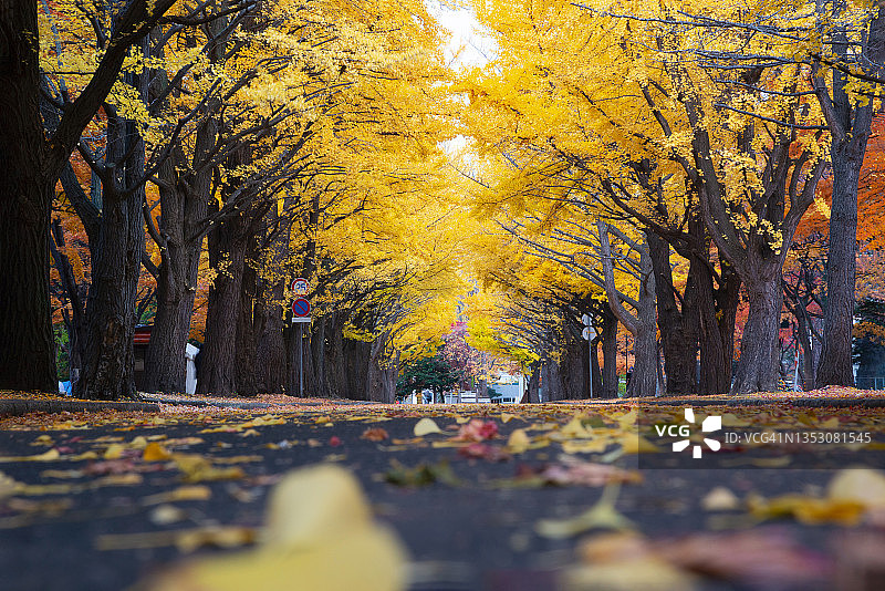 东京秋季银杏金叶飘落图片素材