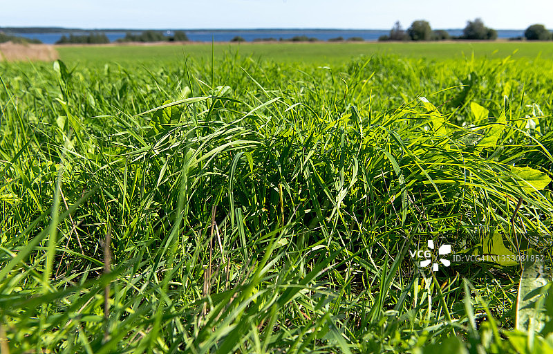 草地上鲜嫩的青草图片素材
