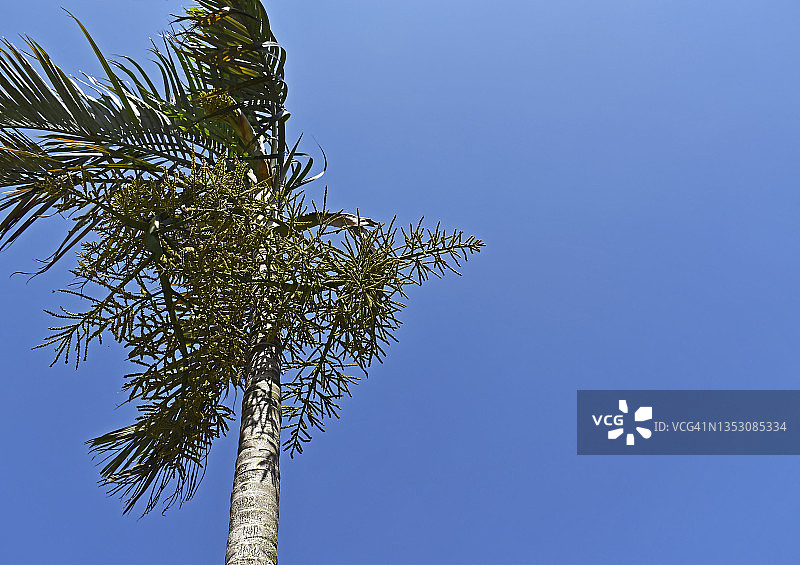 风中摇曳的鲜花和棕榈树图片素材