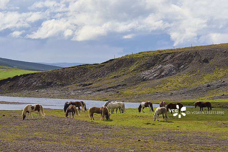 冰岛马图片素材