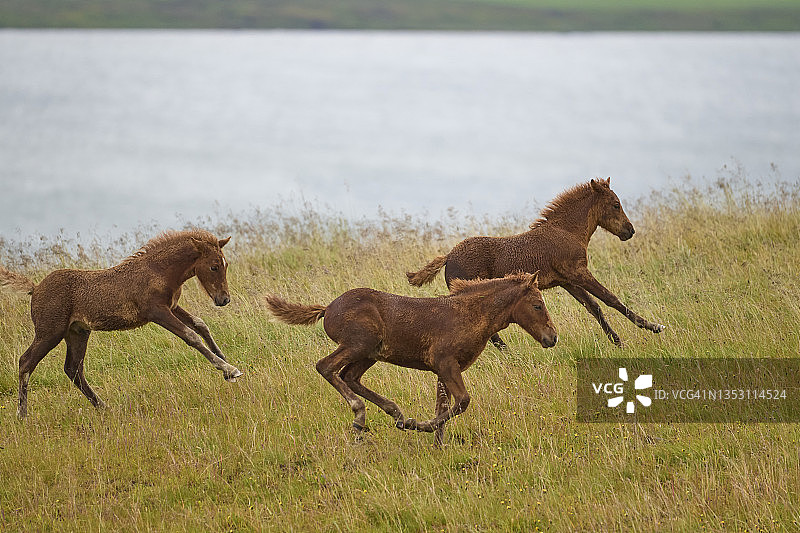 三匹冰岛小马驹奔跑图片素材