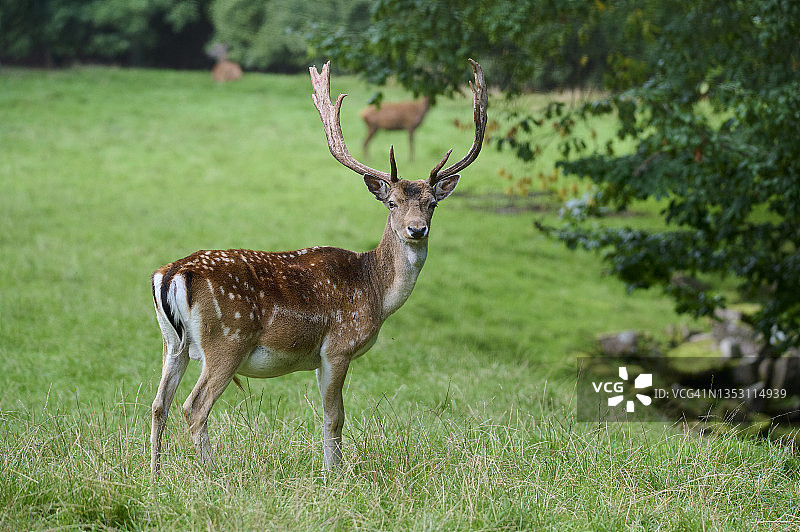 小黇鹿图片素材