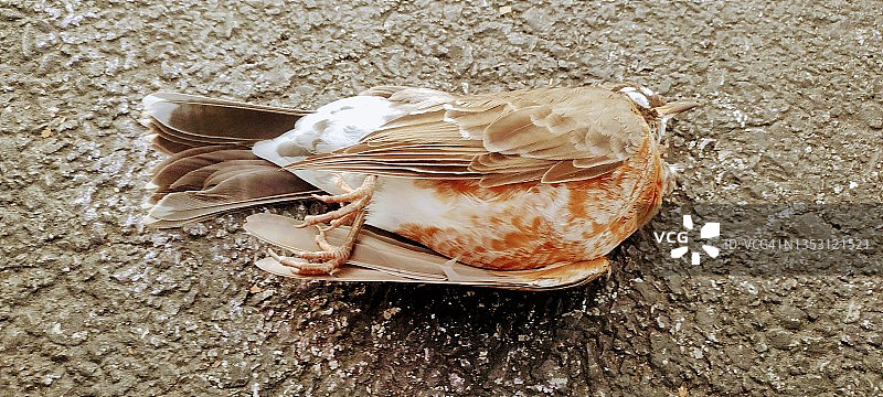 路上的死知更鸟图片素材