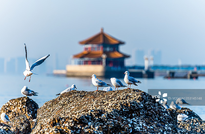 青岛栈桥回澜阁前的海鸥图片素材
