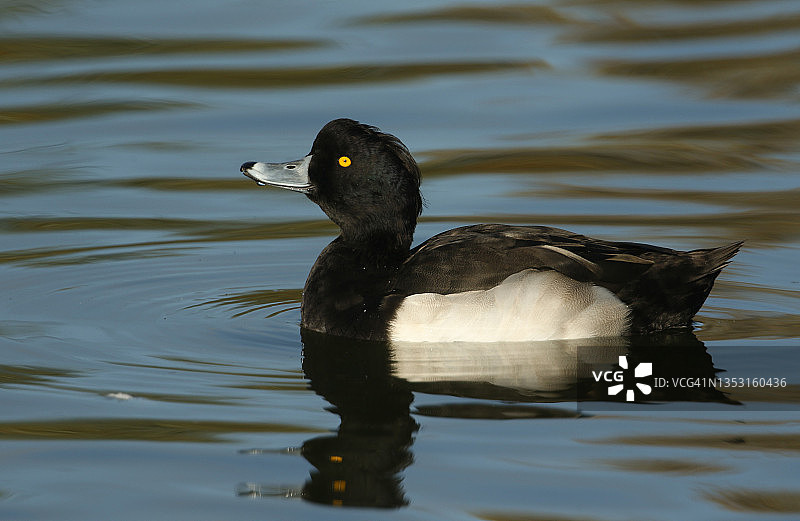 雄性凤头潜鸭湖中游弋图片素材