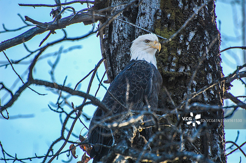 坐在树上的秃鹰图片素材