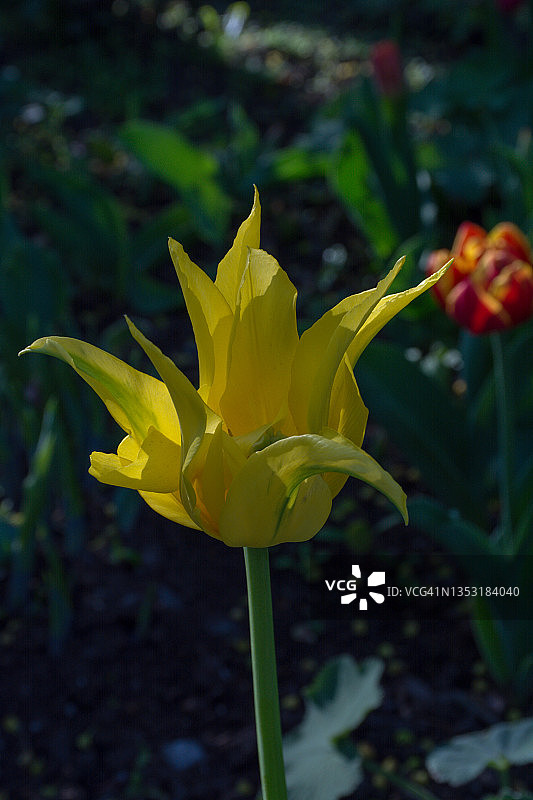 俄罗斯圣彼得堡斯莫尔尼大教堂附近花坛中盛开的黄色郁金香图片素材
