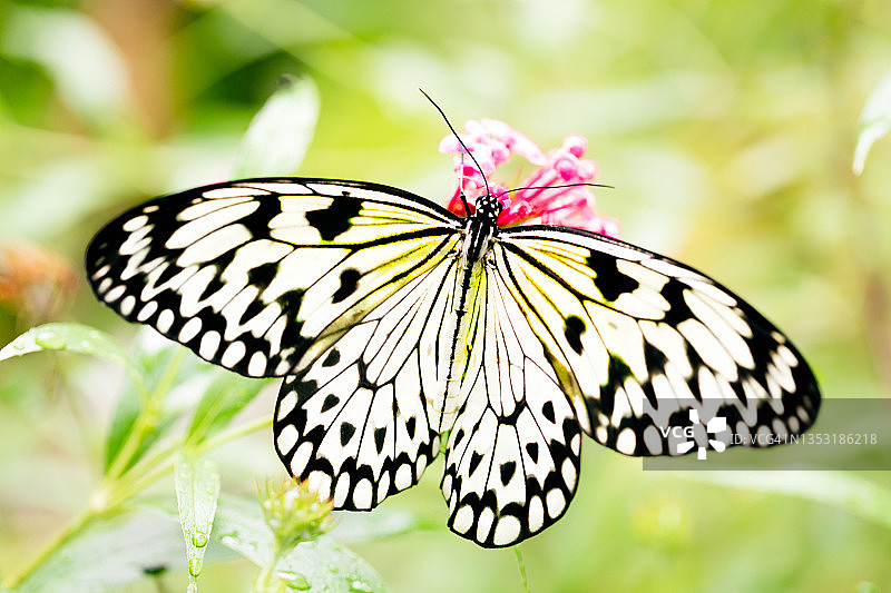 帝王蝶图片素材