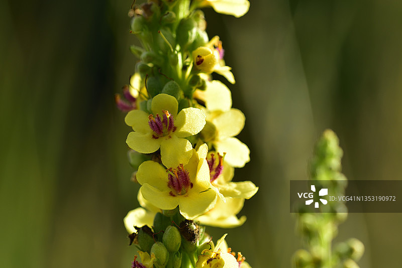 毛蕊花图片素材