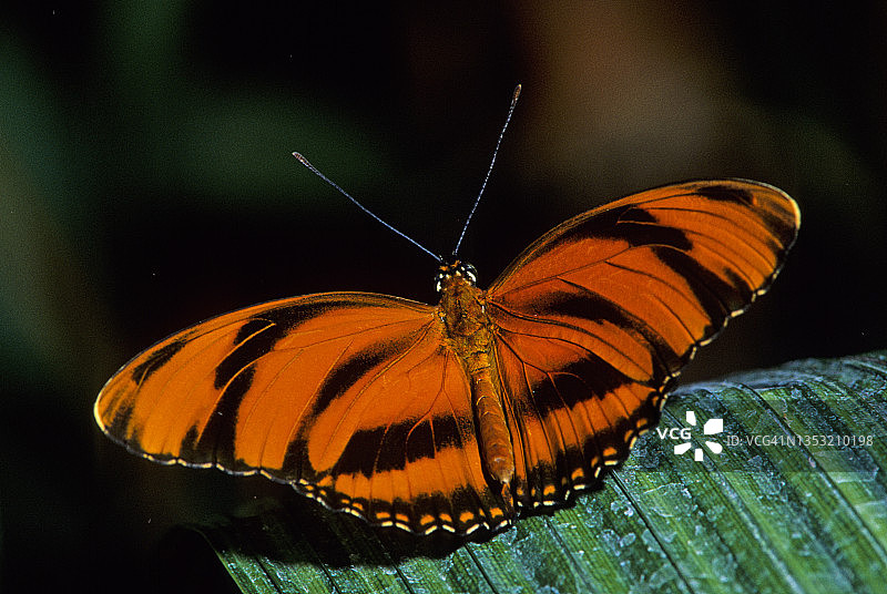 带状橙色 Heliconian 蝴蝶图片素材