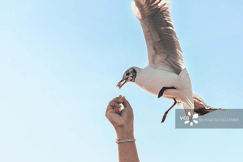 日落时分从手中取食的飞翔海鸥图片素材