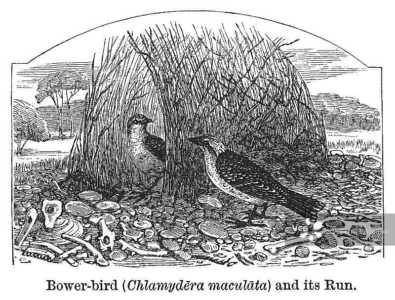 斑点园丁鸟旧版雕刻插图图片素材