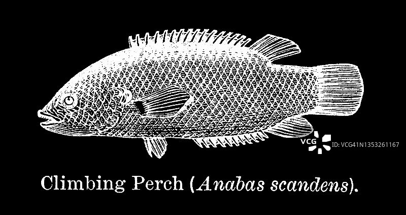 老式雕刻插画：攀鲈鱼图片素材