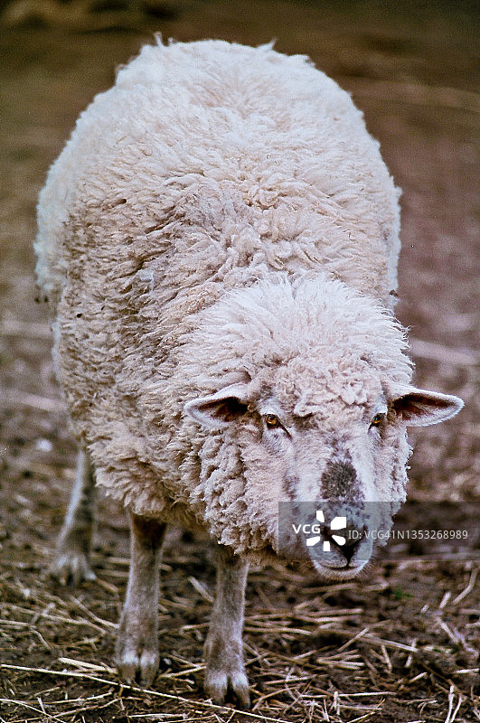 弯曲的白色绵羊图片素材