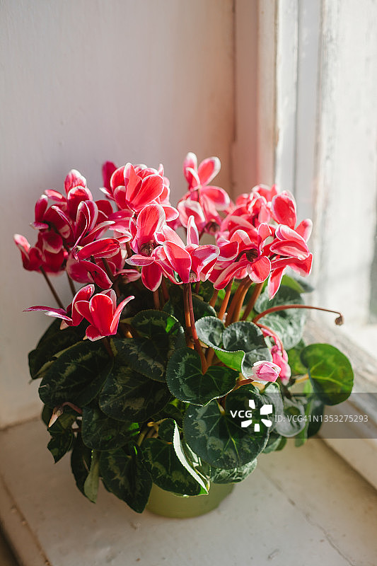 窗台上盆栽粉色仙客来的家居植物图片素材