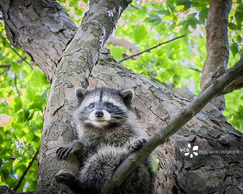 坐在树上的可爱浣熊图片素材