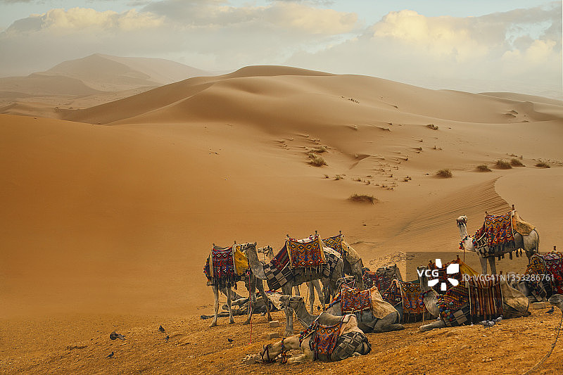 沙漠中休息的骆驼队图片素材