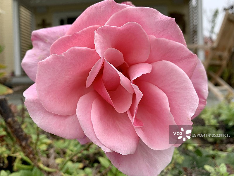 粉色玫瑰图片素材