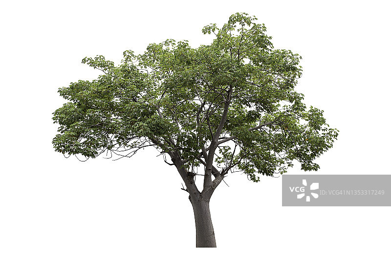 白色背景上孤立的Supanniga树（Cochlospermum regium），带剪切路径图片素材