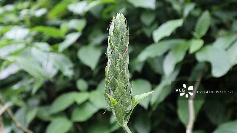 花朵特写图片素材