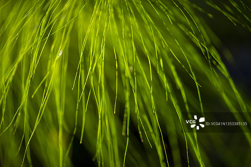 问荆（草原问荆，草地问荆）特写图片素材