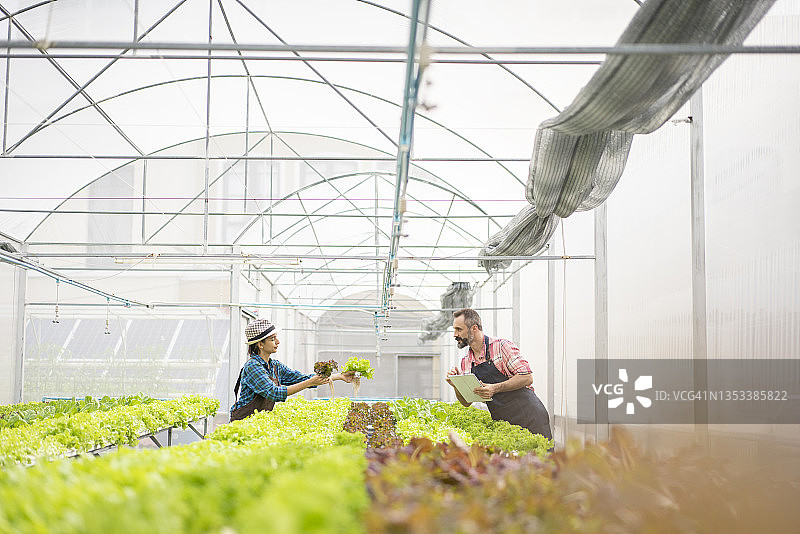 农民在水培蔬菜沙拉农场用平板电脑记录数据图片素材
