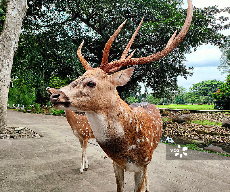 公园里的鹿图片素材