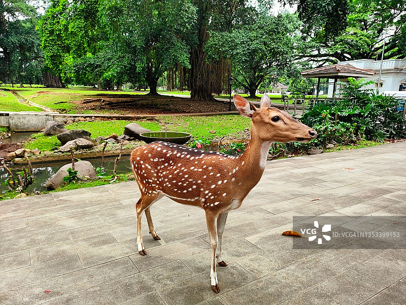 公园里的鹿图片素材