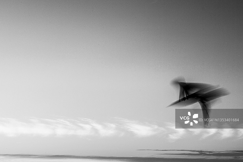 飞行中的黑白鸟艺术图片素材