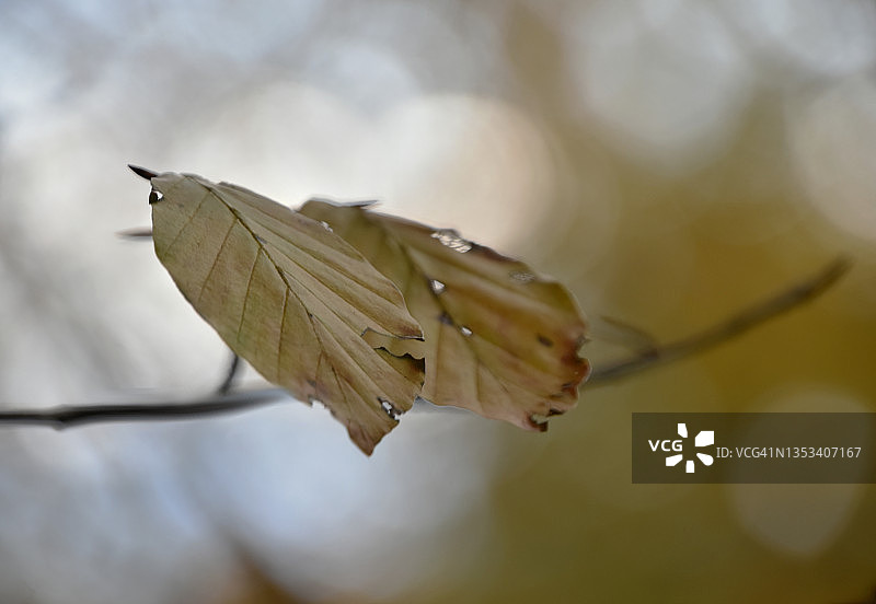 最后的叶子图片素材