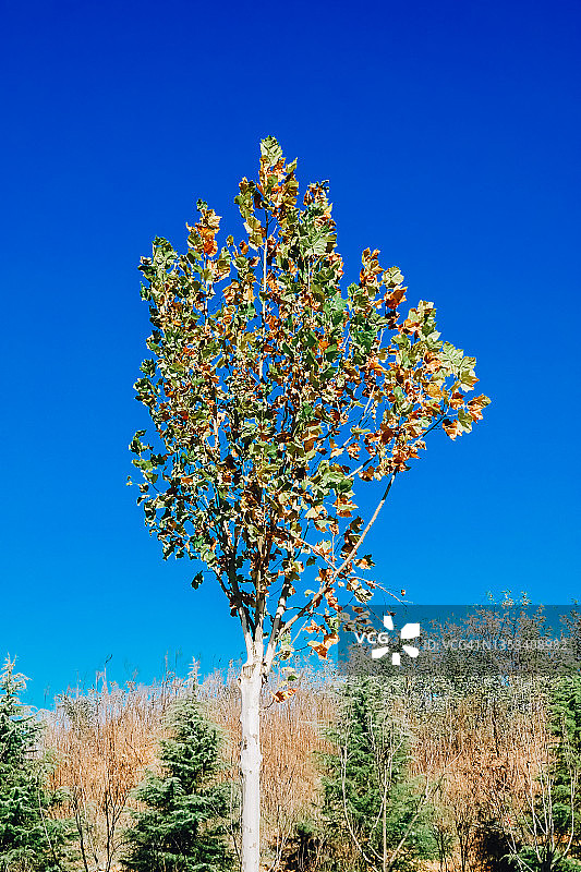秋天的悬铃木图片素材