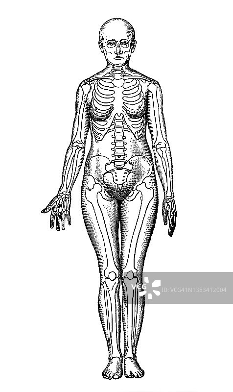 古老的雕刻插图：女性体态图片素材