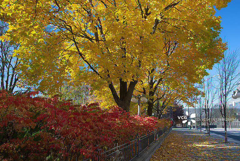 秋色城市公园街景，加拿大安大略省渥太华图片素材