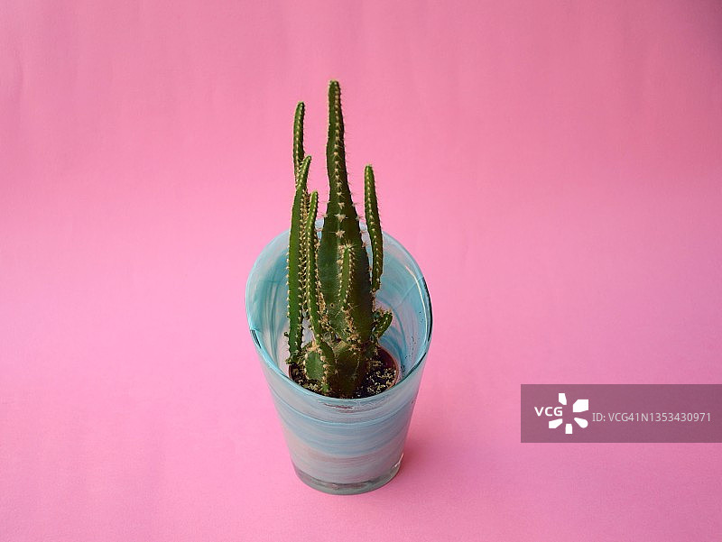 玻璃罐中的小型仙人掌图片素材