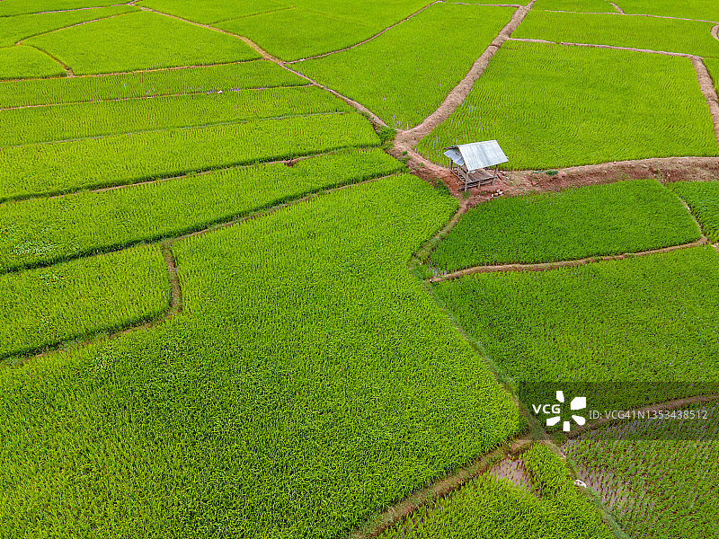航拍：泰国楠府稻田农业耕作，自然纹理背景图片素材