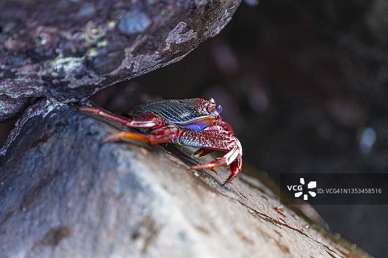 攀援蟹，拉帕尔马岛图片素材
