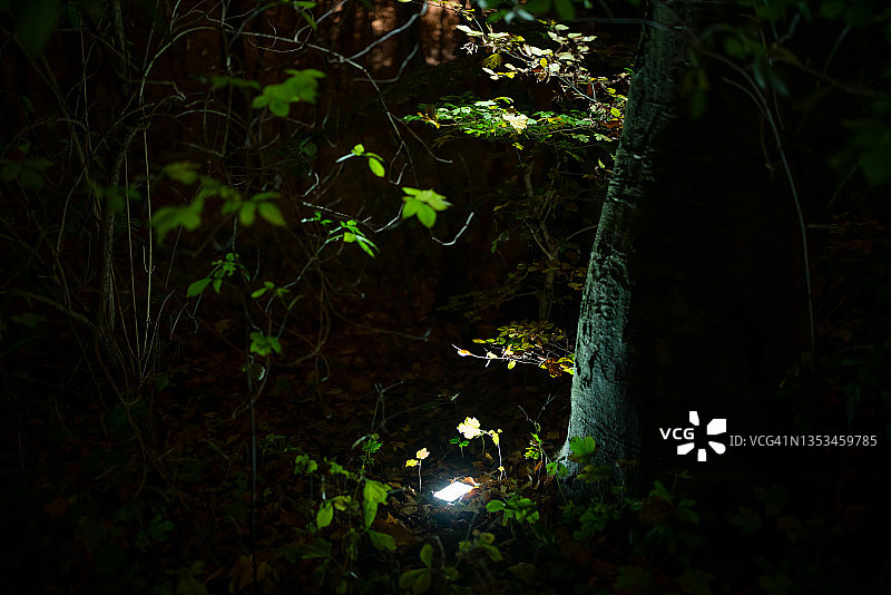 夜间森林中的智能手机图片素材