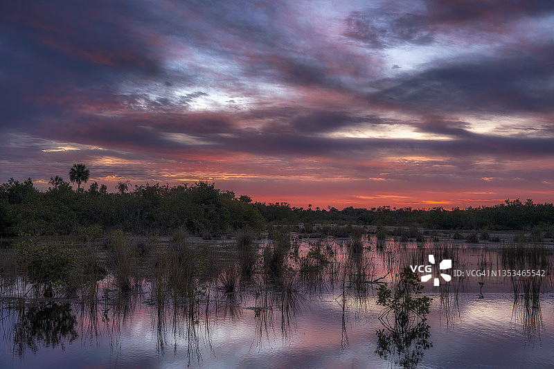 佛罗里达州那不勒斯附近沼泽和红树林的黎明图片素材