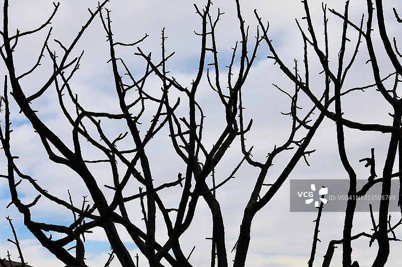 光秃的树枝图片素材