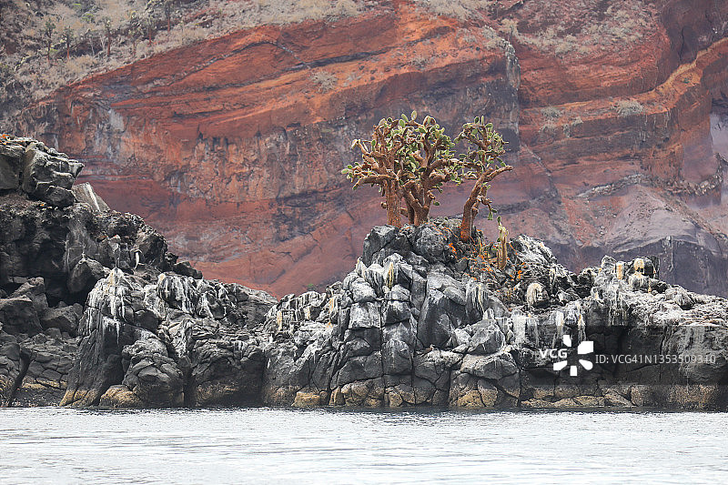 加拉帕戈斯梨果仙人掌图片素材