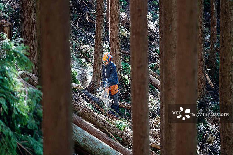 中年伐木工在森林里用油锯砍树图片素材