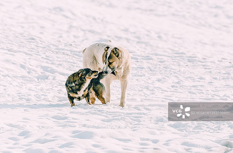 可爱的宠物狗和中亚牧羊犬在冬日雪地上玩耍图片素材
